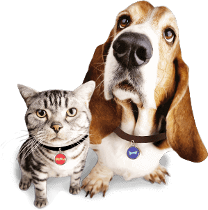 dog_cat animal tags