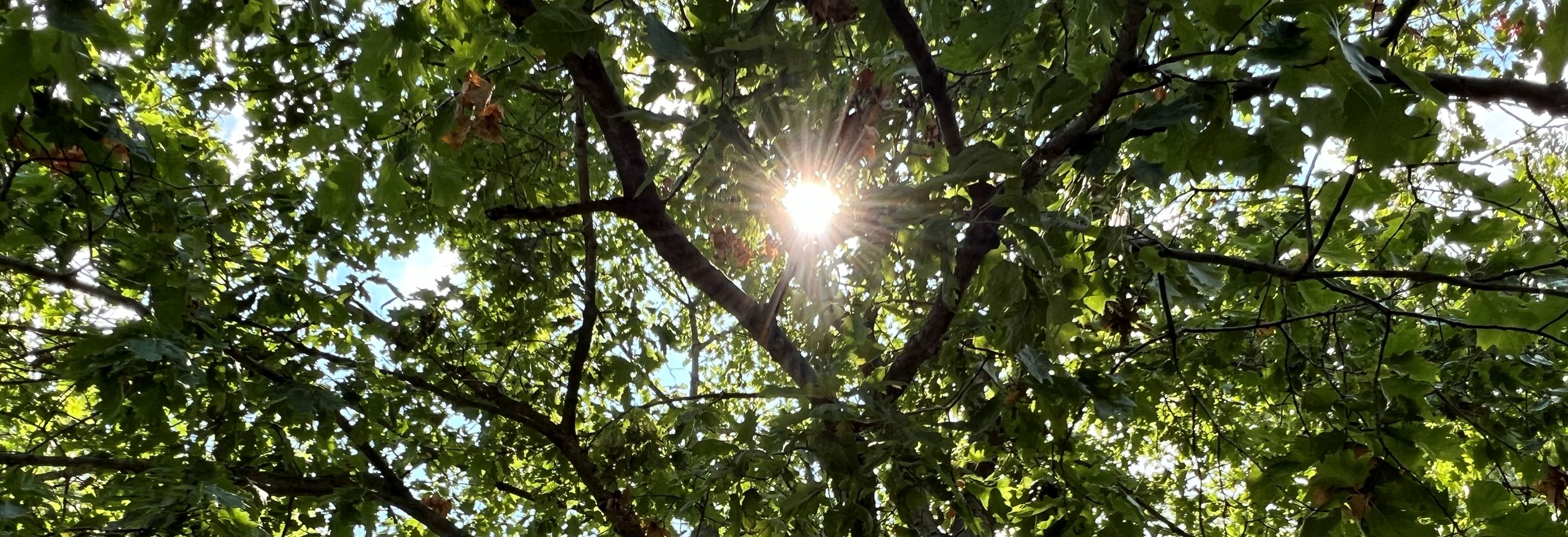 Sun shines through a tree in Flossmoor